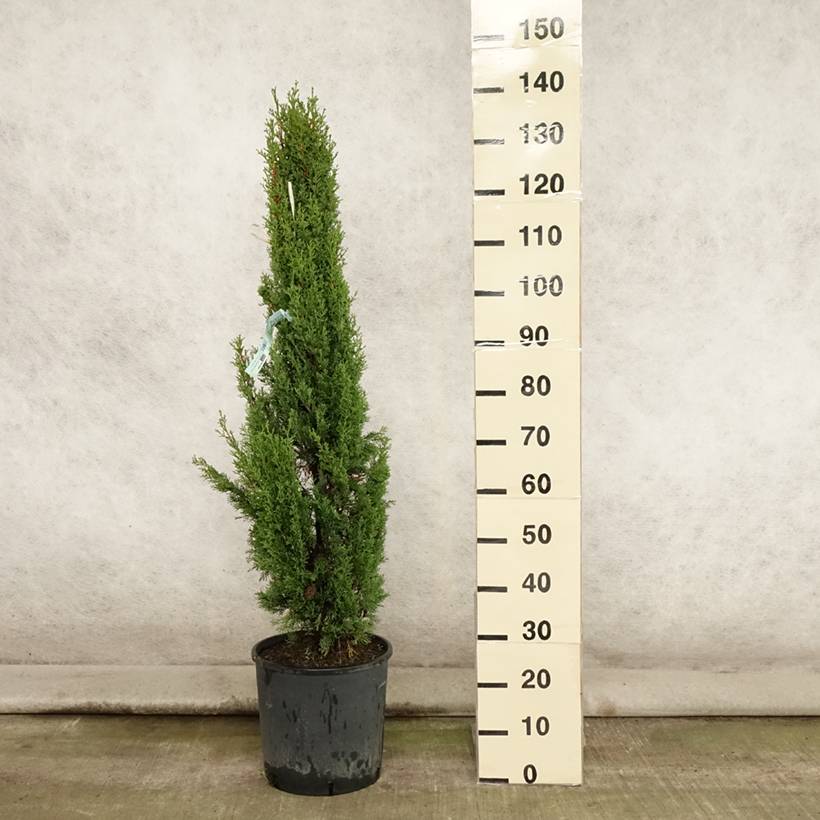 Cupressus sempervirens Totem - Cyprès de Florence Pot de 7,5L/10L - Image 2