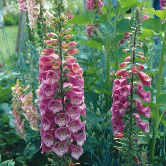 Digitale mertonensis Summer King Godet de 8/9 cm