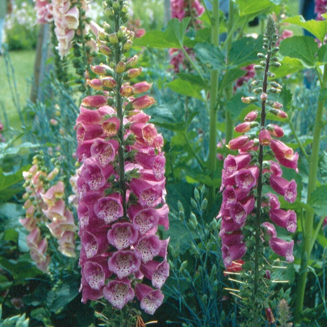 Digitale mertonensis Summer King Godet de 8/9 cm