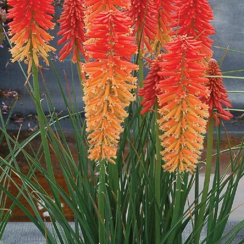 Kniphofia, Tison de Satan Poco Sunset® à fleurs Orange/Rouge - feuillage Caduc - Godet - 5/20 cm - Image 2