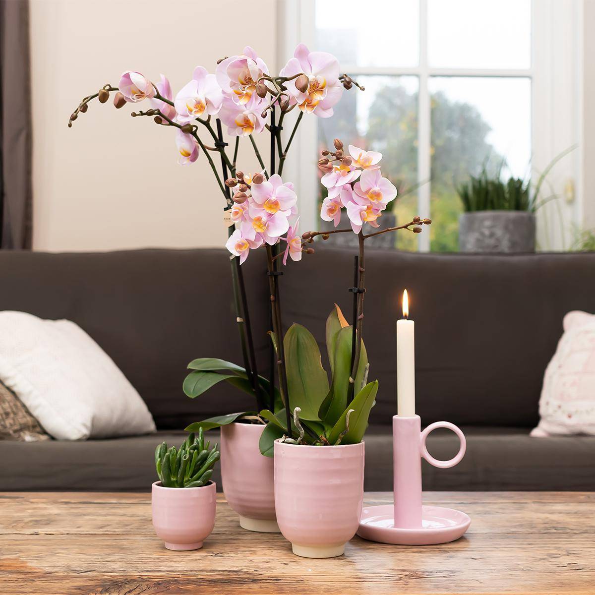 La Green Touch - Orchidée Phalaenopsis rose d'intérieur sans pot 55cm - Plante d'intérieur- La Green Touch - Image 2