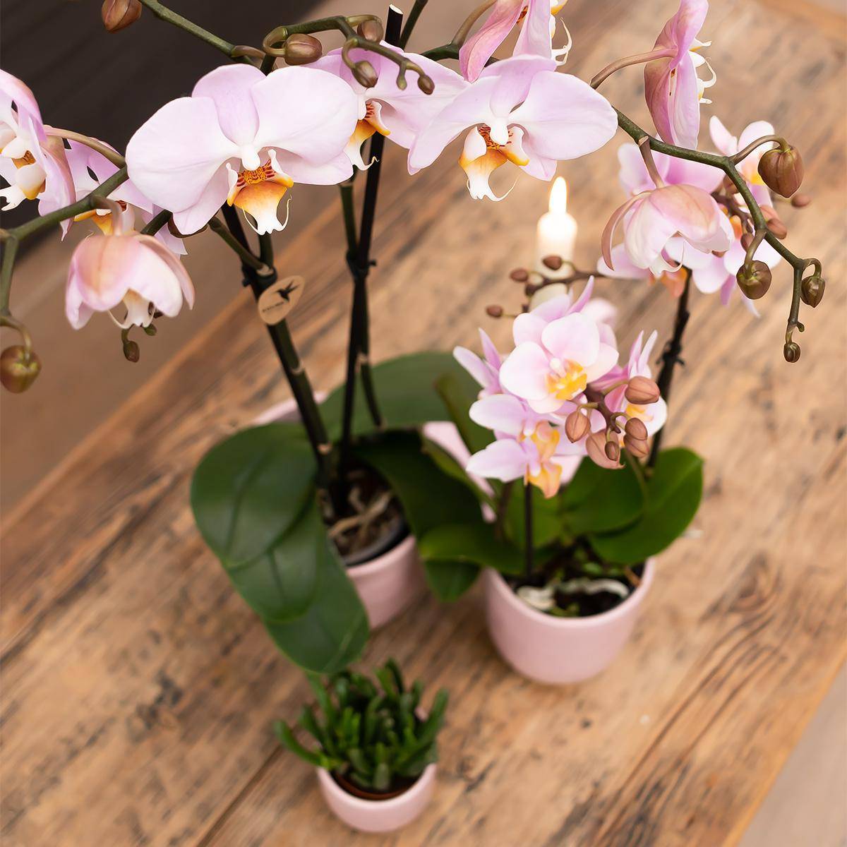 La Green Touch - Orchidée Phalaenopsis rose d'intérieur sans pot 55cm - Plante d'intérieur- La Green Touch - Image 3