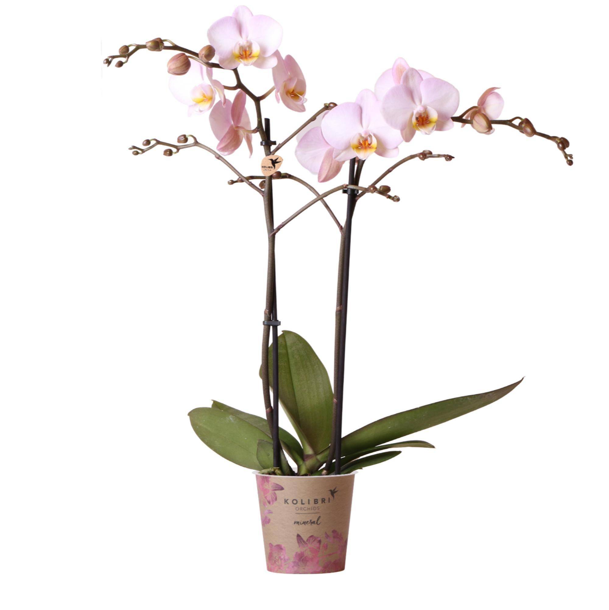 La Green Touch - Orchidée Phalaenopsis rose d'intérieur sans pot 55cm - Plante d'intérieur- La Green Touch - Image 1