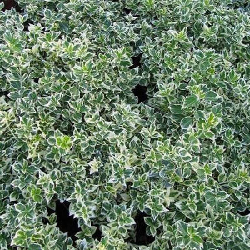 Fusain persistant Emerald Gaiety, Euonymus - Pot de 1,5L - 20/50 cm - Image 1