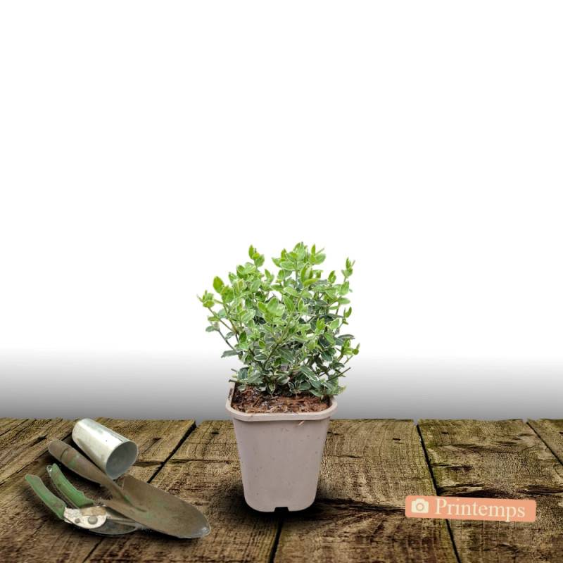 Fusain persistant Emerald Gaiety, Euonymus - Pot de 1,5L - 20/50 cm - Image 2