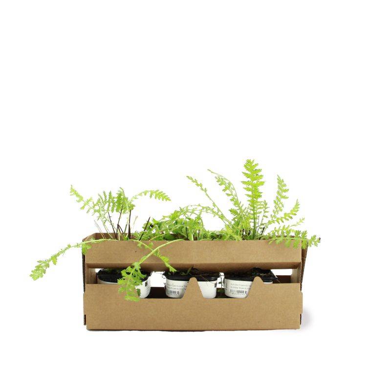 3 Achillées Tomenteuse 'Aurea' (Achillea Tomentosa) - Lot de 3 vivaces - Pépinières Naudet - Image 4