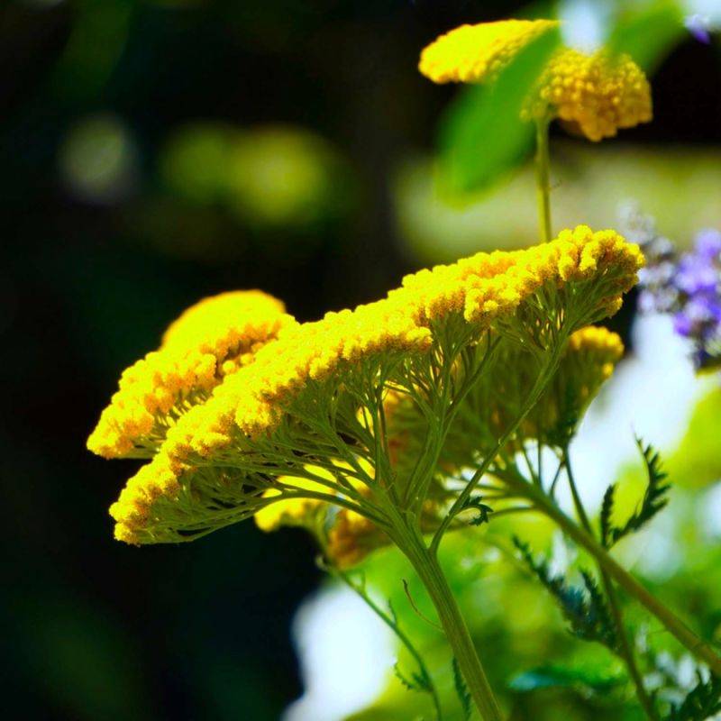 3 Achillées Tomenteuse 'Aurea' (Achillea Tomentosa) - Lot de 3 vivaces - Pépinières Naudet - Image 1