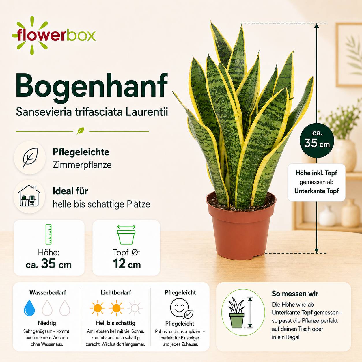 Sansevière - plante d'intérieur facile d'entretien, Sansevieria trifasciata Laurentii - hauteur env. 35 cm, pot-Ø 12 cm - Image 3