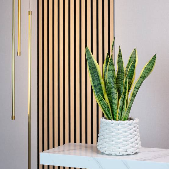 Sansevière - plante d'intérieur facile d'entretien, Sansevieria trifasciata Laurentii - hauteur env. 35 cm, pot-Ø 12 cm - Image 2