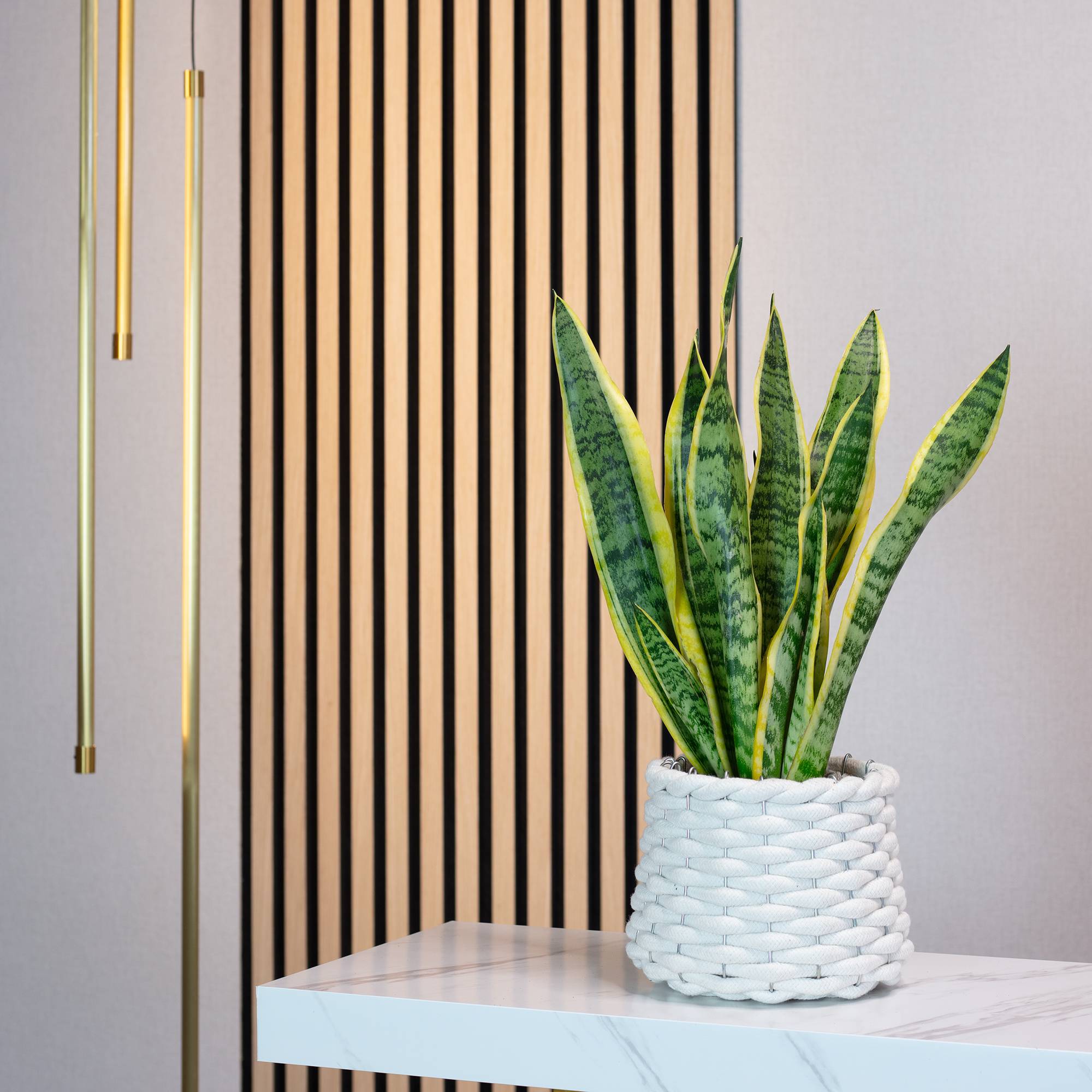 Sansevière - plante d'intérieur facile d'entretien, Sansevieria trifasciata Laurentii - hauteur env. 35 cm, pot-Ø 12 cm - Image 2