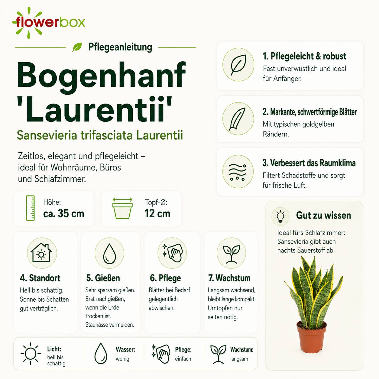 Sansevière - plante d'intérieur facile d'entretien, Sansevieria trifasciata Laurentii - hauteur env. 35 cm, pot-Ø 12 cm - Image 4