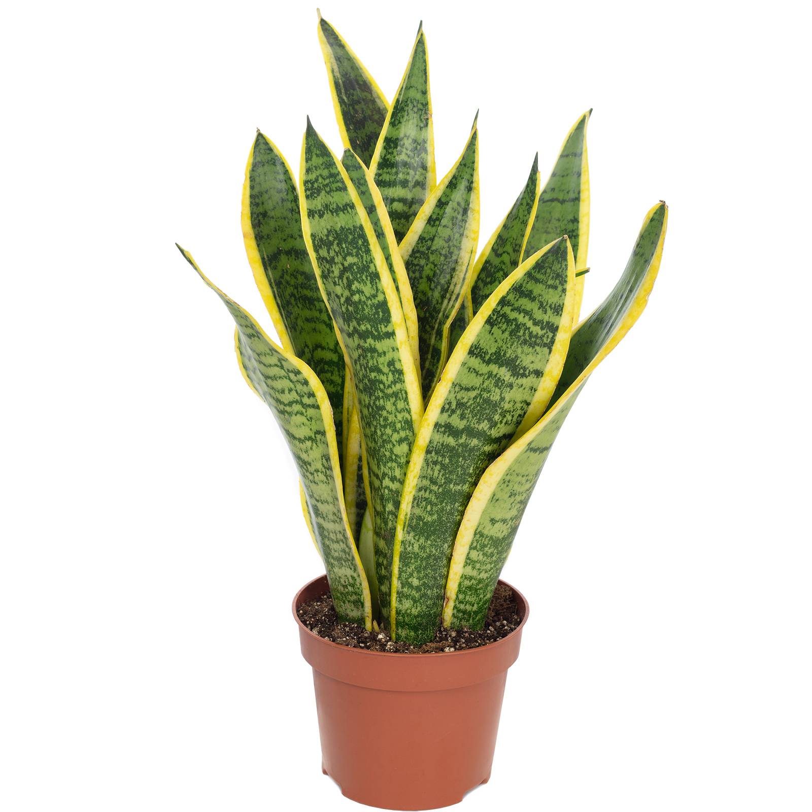 Sansevière - plante d'intérieur facile d'entretien, Sansevieria trifasciata Laurentii - hauteur env. 35 cm, pot-Ø 12 cm - Image 1