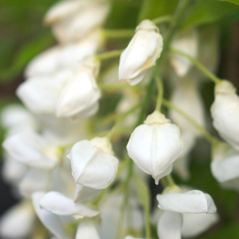Glycine soyeuse White Silk à fleurs Blanche - feuillage Caduc - Pot de 2L - Tuteur bambou 60/90 cm- hauteur à maturité De 5,00 m à 10,00 m - Image 5