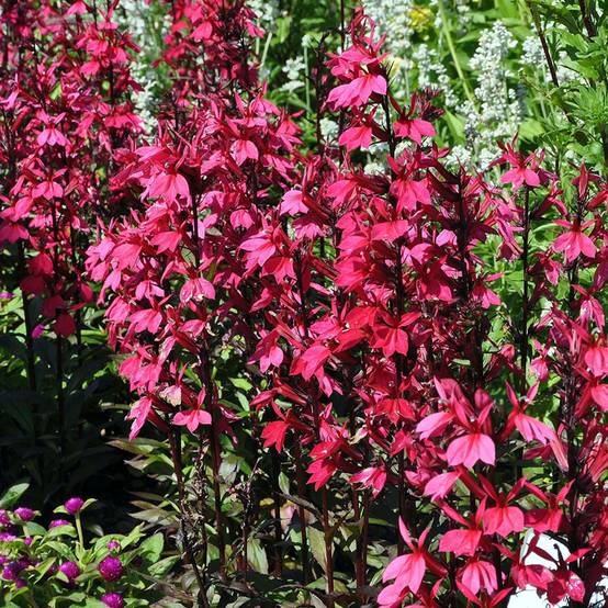Promesse de Fleurs - Lobelia speciosa Russian Princess - Lobélie hybride Godet de 8/9 cm