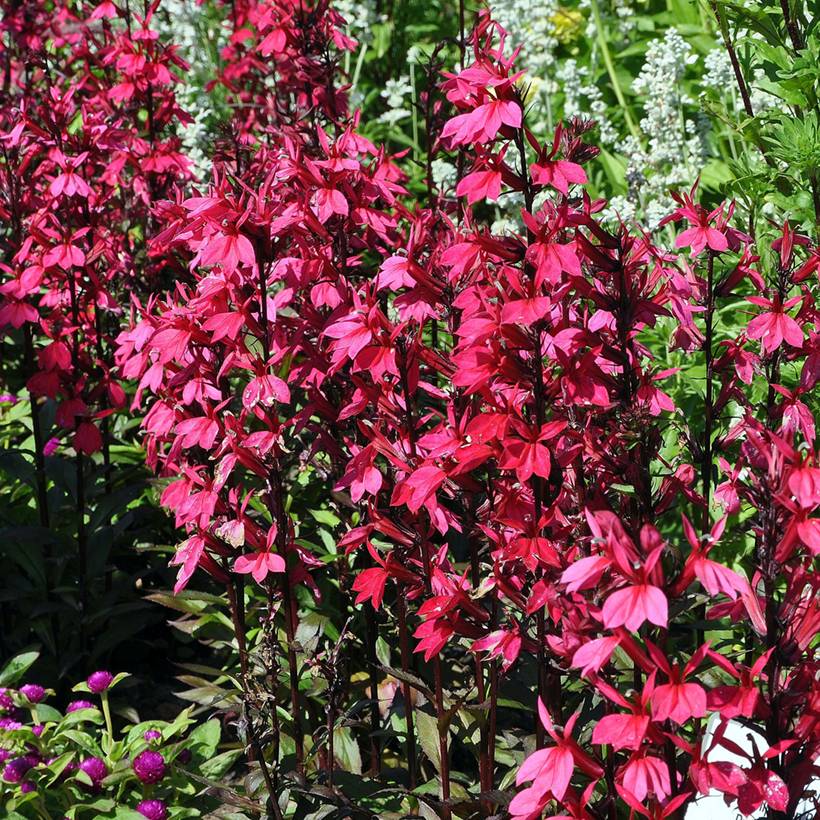 Promesse de Fleurs - Lobelia speciosa Russian Princess - Lobélie hybride Godet de 8/9 cm