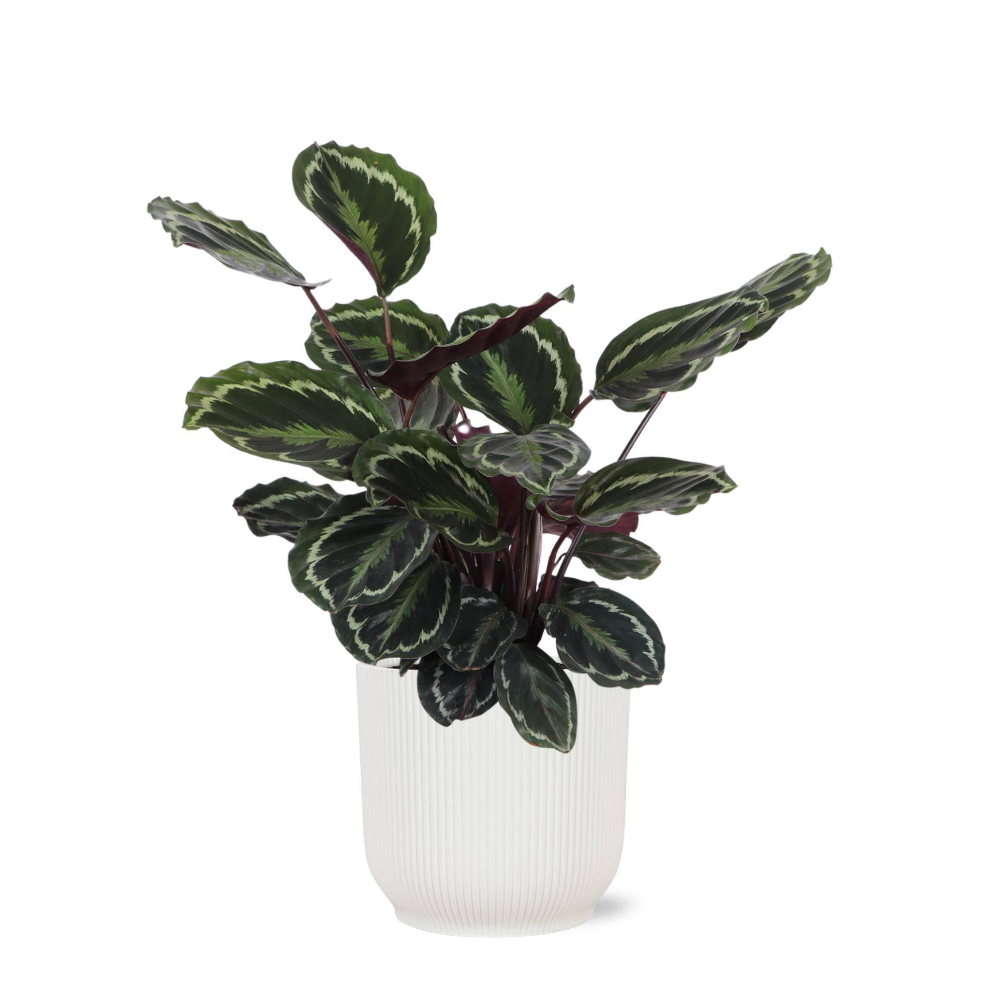 La Green Touch - Calathea Medallion et son pot- La Green Touch Relief Blanc - Hauteur 70cm
