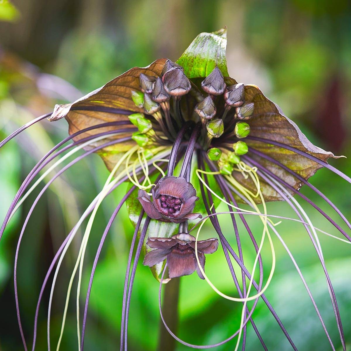 Tacca chantrieri - Fleur Chauve-souris Bulbe calibre I (par 3)