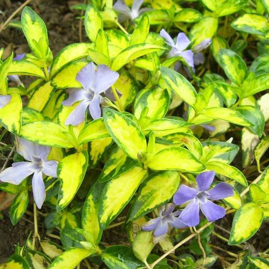 Promesse de Fleurs - Vinca minor Illumination - Pervenche panachée à petites fleurs Godet de 8/9 cm