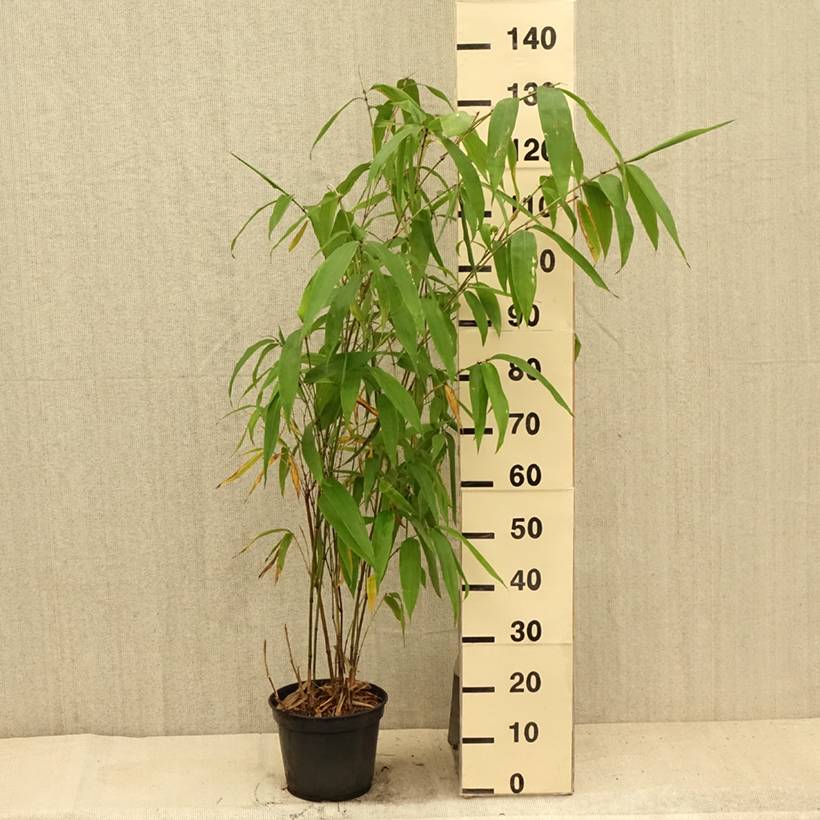 Phyllostachys parvifolia - Bambou géant Pot de 12L/15L - Image 2