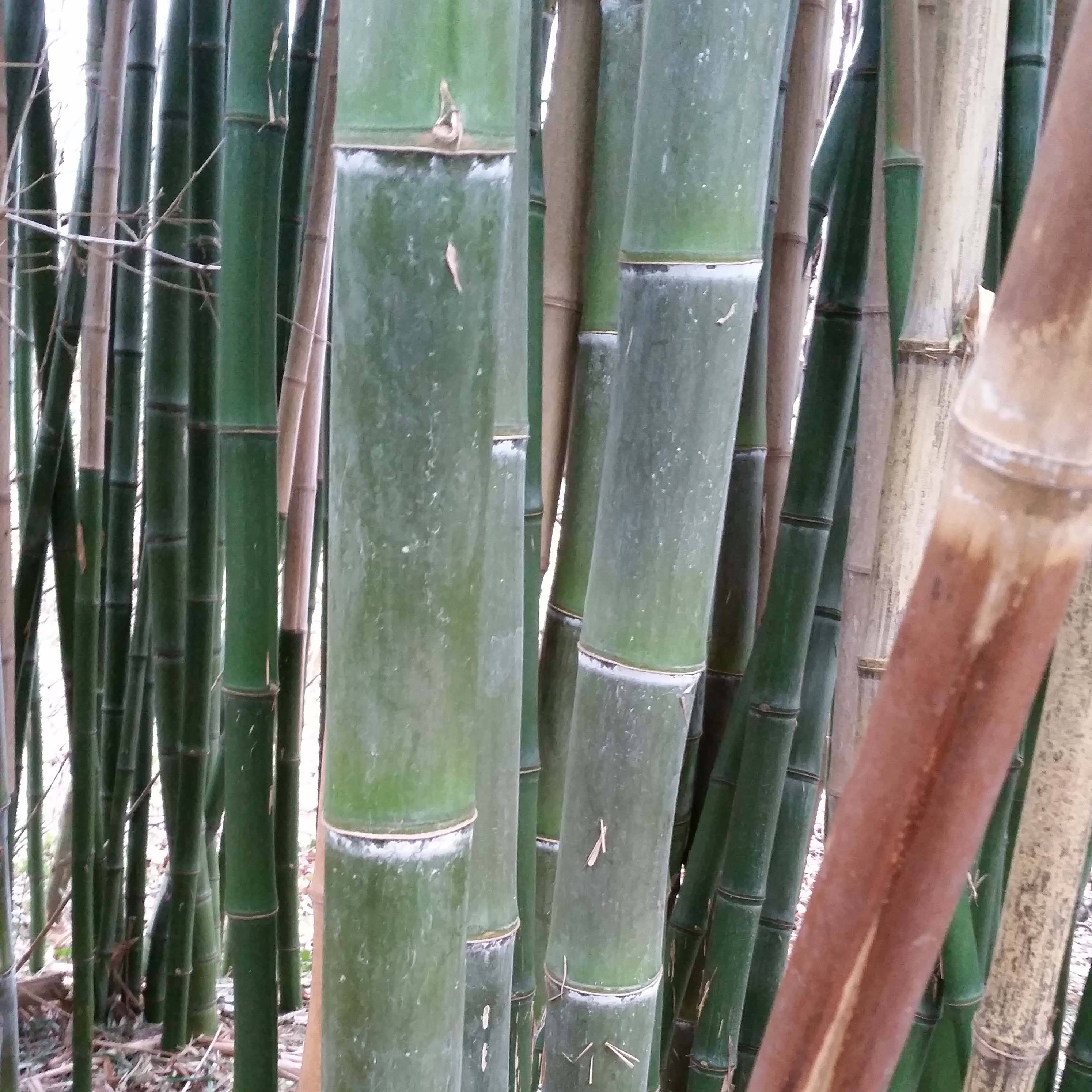 Phyllostachys parvifolia - Bambou géant Pot de 12L/15L - Image 1