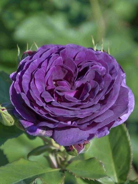 Rosier tige Minerva Pot de 7,5L/10L, Tige, Tige de 90/120