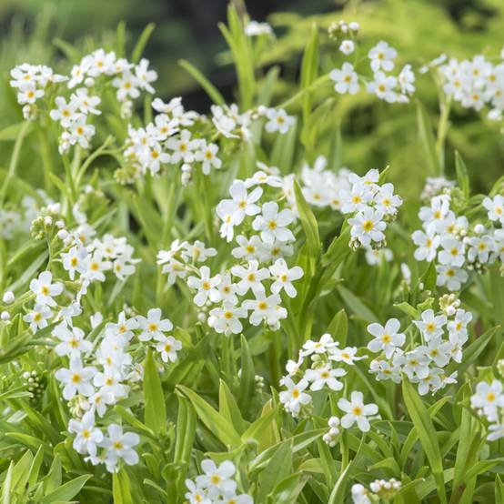 Myosotis scorpioides Alba - Myosotis des marais Godet de 8/9 cm