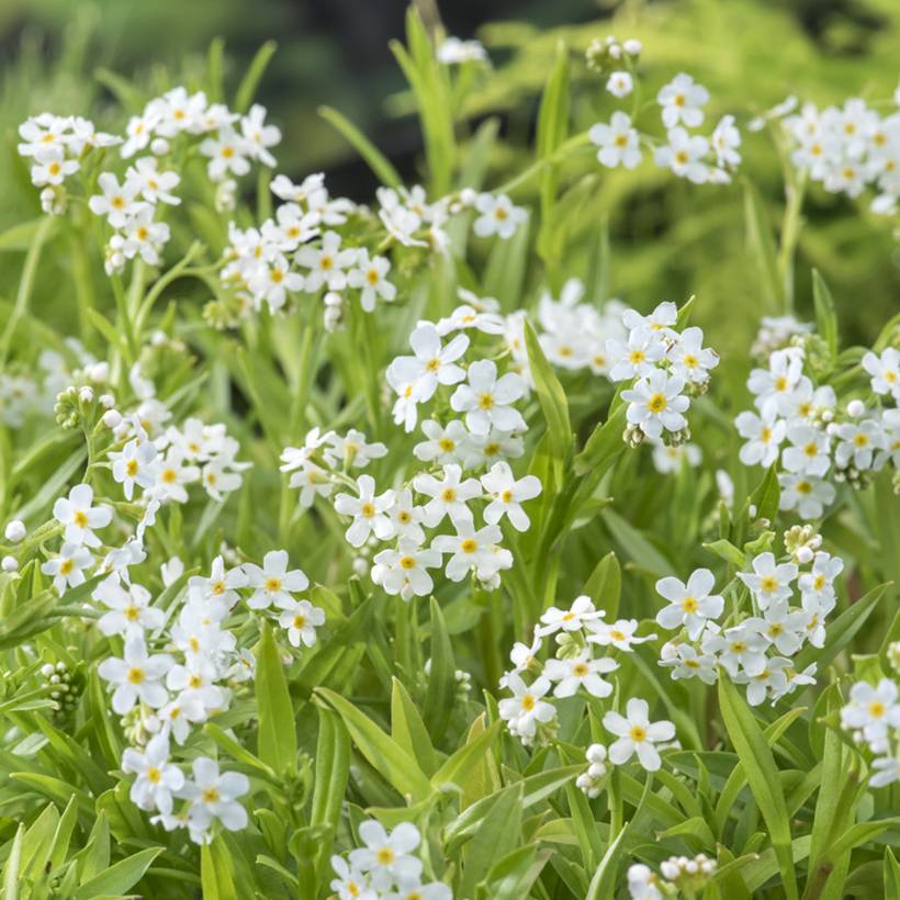 Myosotis scorpioides Alba - Myosotis des marais Godet de 8/9 cm