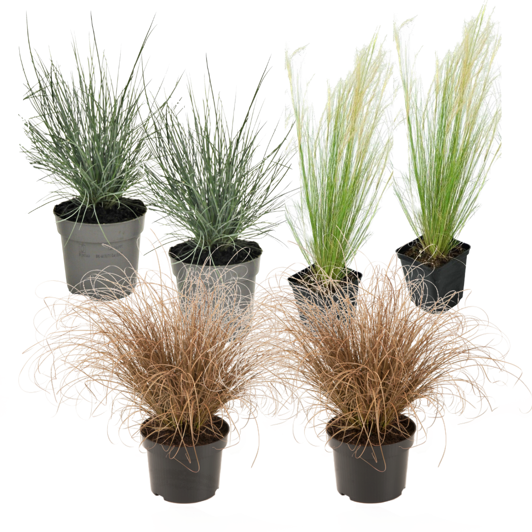 Mélange de graminées - Set de 6 - Stipa, Festuca, Carex - H15-25cm - ⌀10,5cm - Image 1
