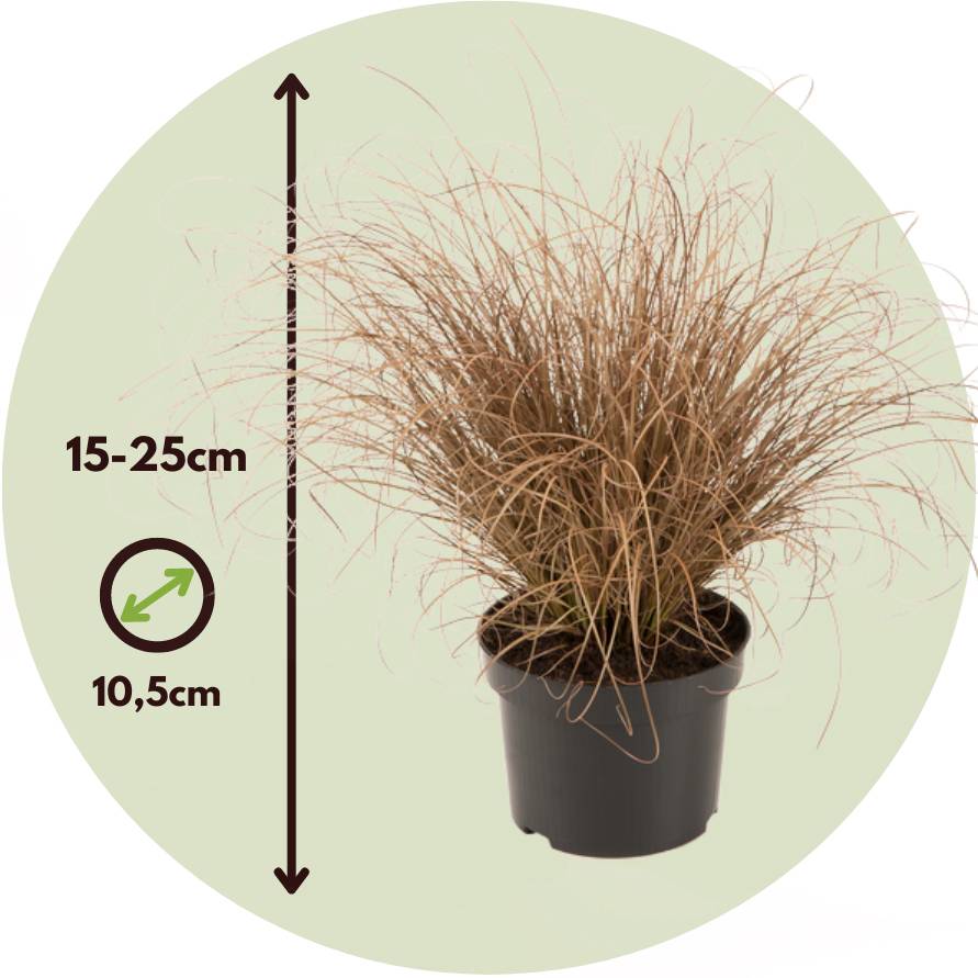 Mélange de graminées - Set de 6 - Stipa, Festuca, Carex - H15-25cm - ⌀10,5cm - Image 6