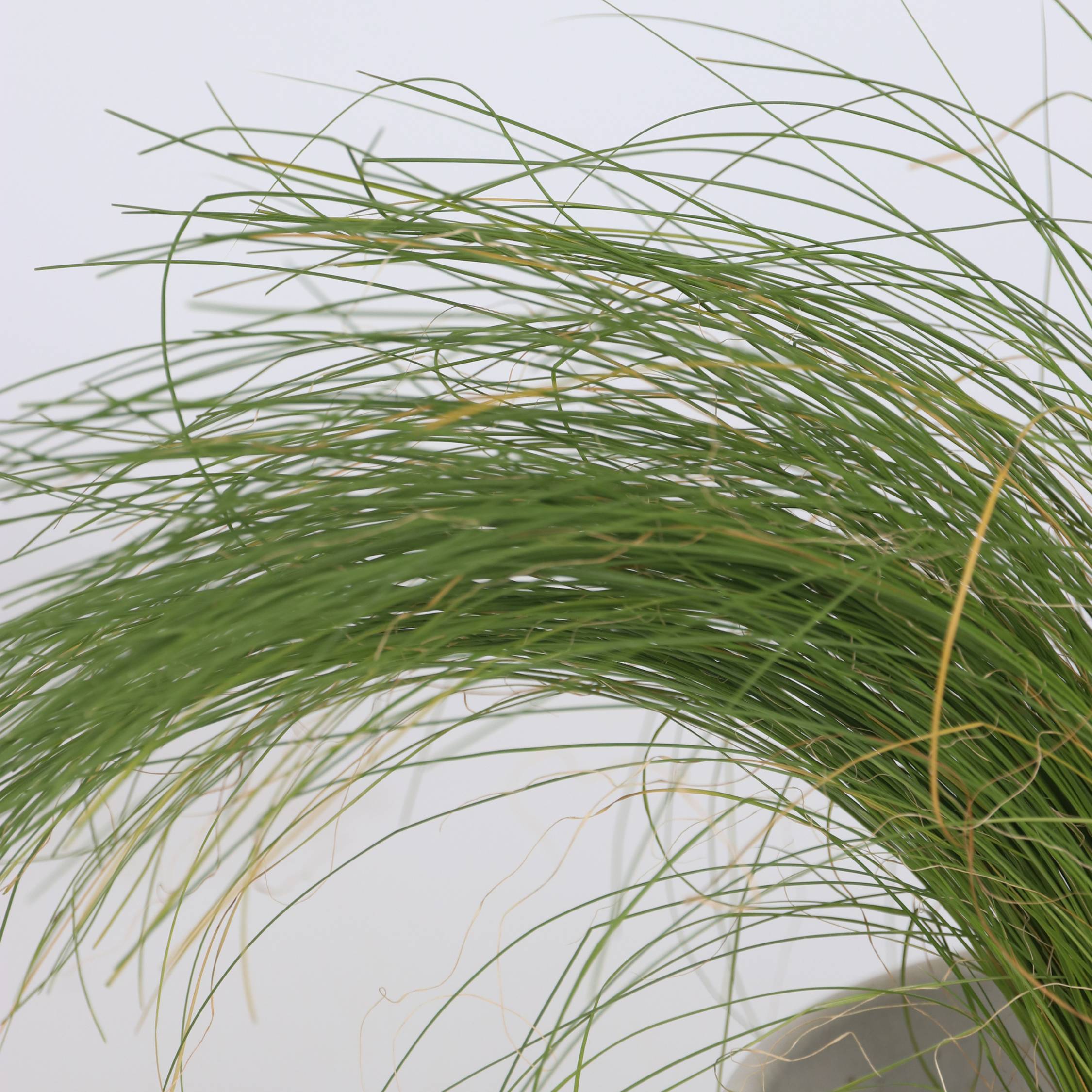 Mélange de graminées - Set de 6 - Stipa, Festuca, Carex - H15-25cm - ⌀10,5cm - Image 5