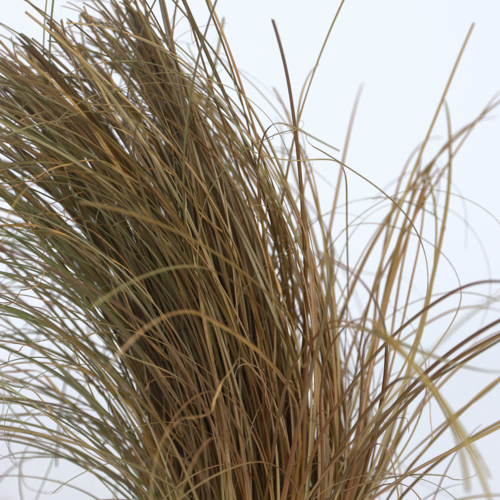 Mélange de graminées - Set de 6 - Stipa, Festuca, Carex - H15-25cm - ⌀10,5cm - Image 4
