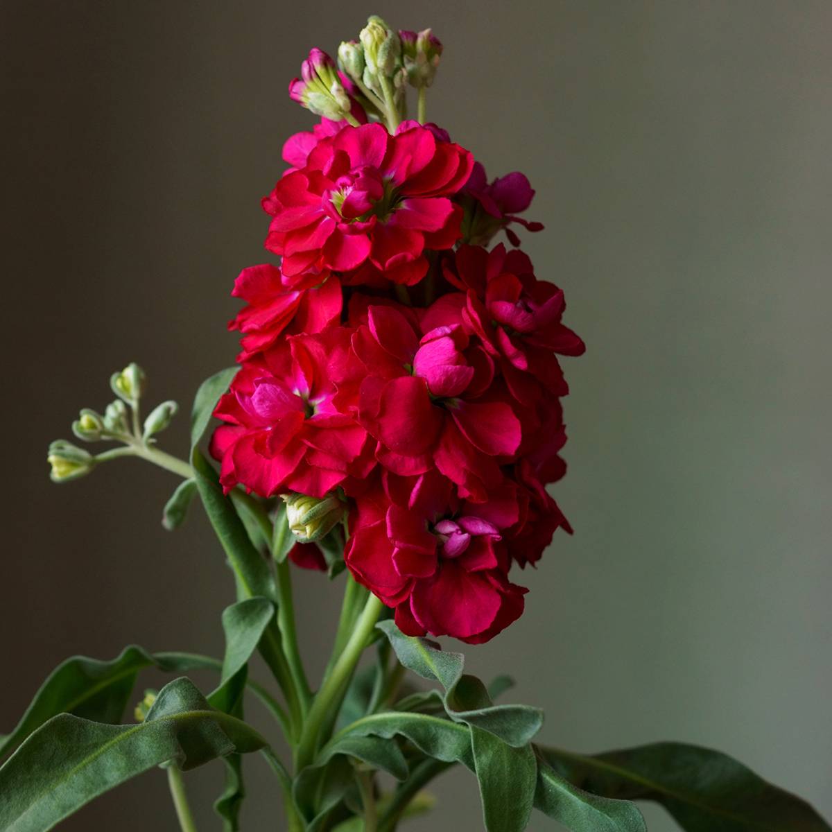 Promesse de Fleurs - Giroflée quarantaine Heritage Scarlet Mini-motte Ø 1,5/2,5 cm, Plant vert de 3 à 5 cm de haut environ (par 5)