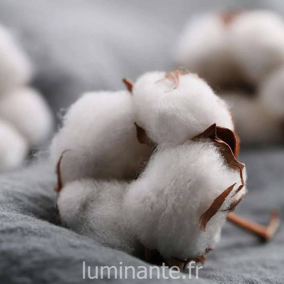 Bougie qui devient plante Fleur de Coton - Image 4