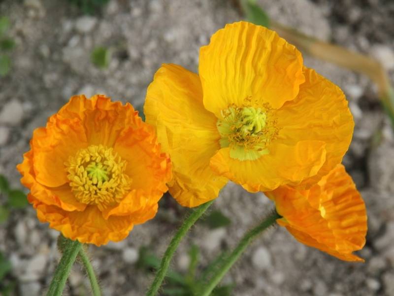 Pavot d Islande - Papaver nudicaule Gartenzwerg Godet de 8/9 cm
