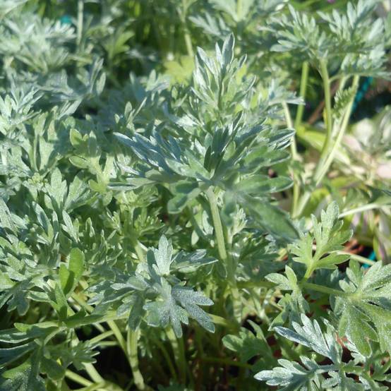 Absinthe - Artemisia absinthium Godet de 8/9 cm