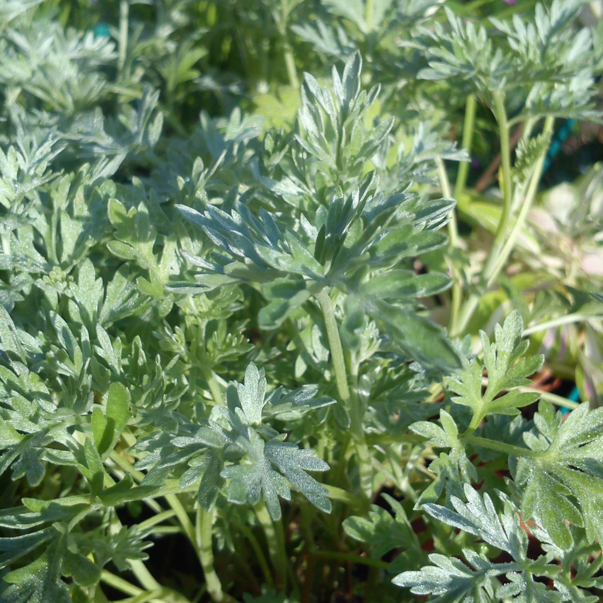 Absinthe - Artemisia absinthium Godet de 8/9 cm