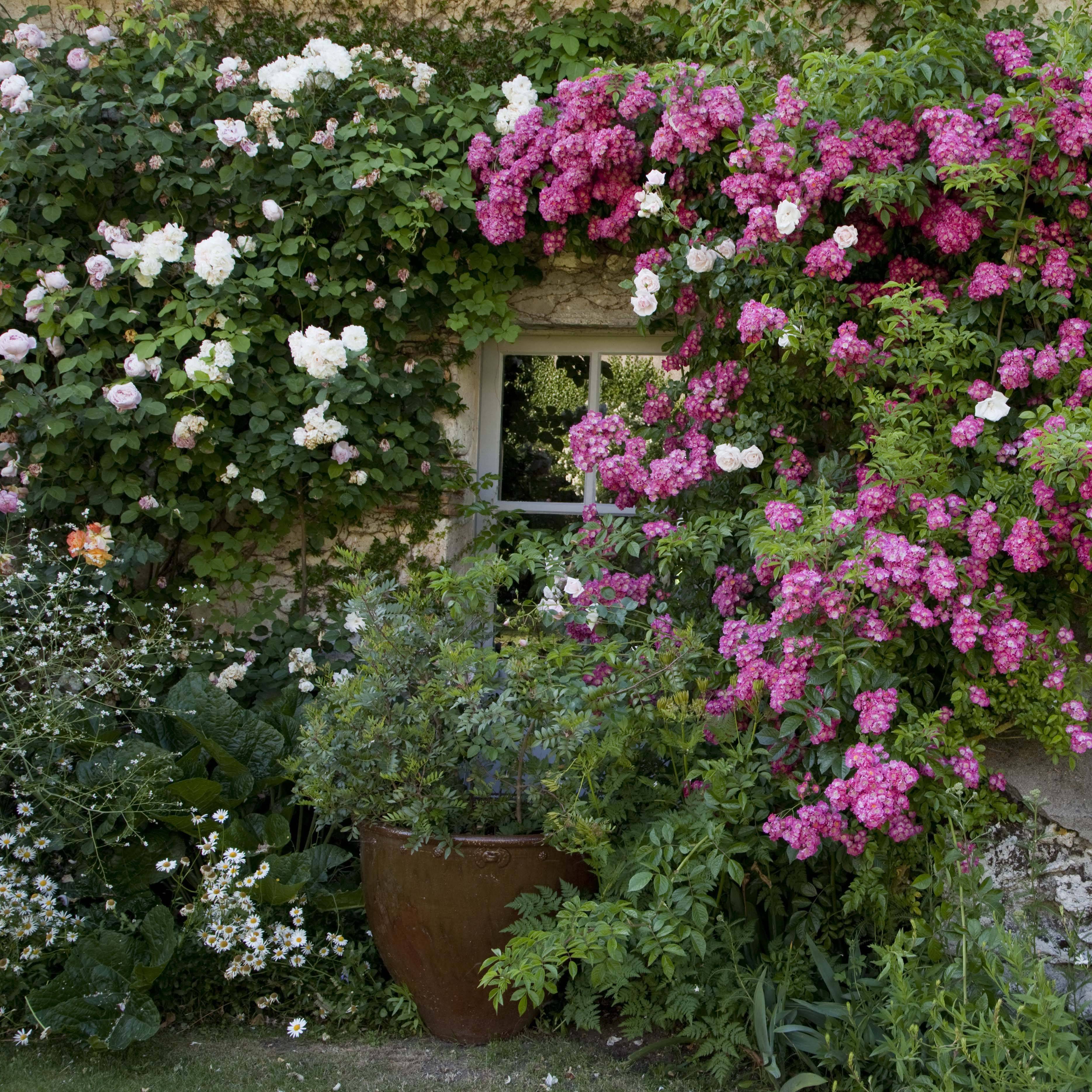 Collection 2 Rosiers lianes rose et blanc crème - Collection de 2 plantes