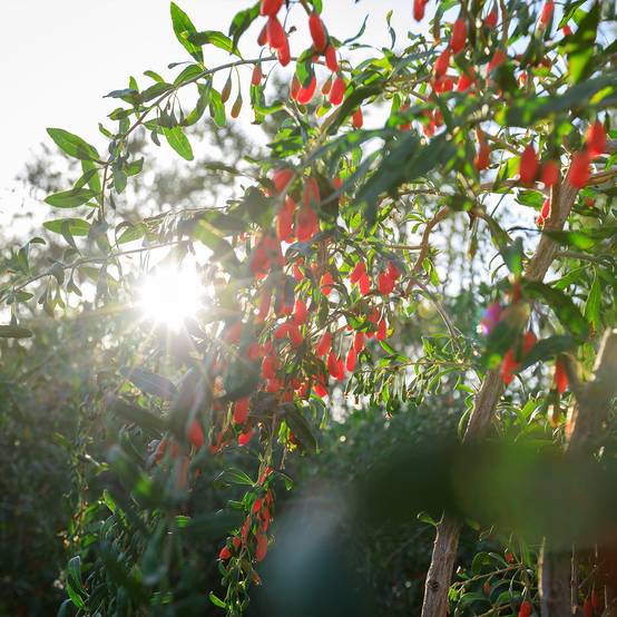 Lycium chinensis - Goji de Chine Pot de 2L/3L