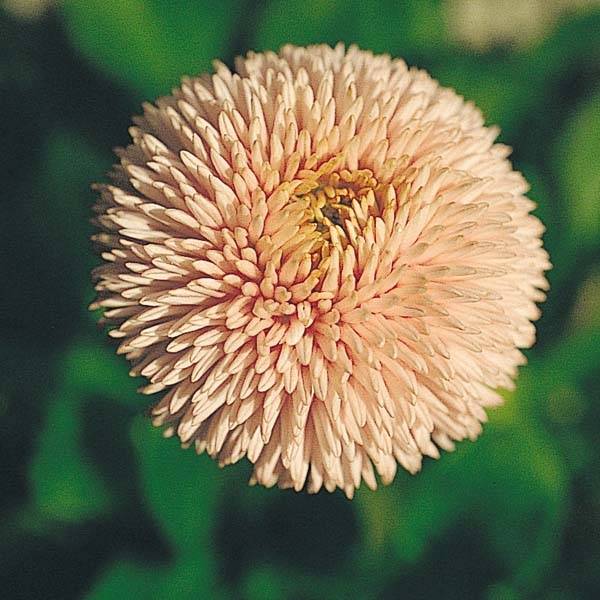 Promesse de Fleurs - Pâquerette Robella - Bellis Perennis Mini-motte Ø 1,5/2,5 cm, Plant vert de 3 à 5 cm de haut environ (par 5)
