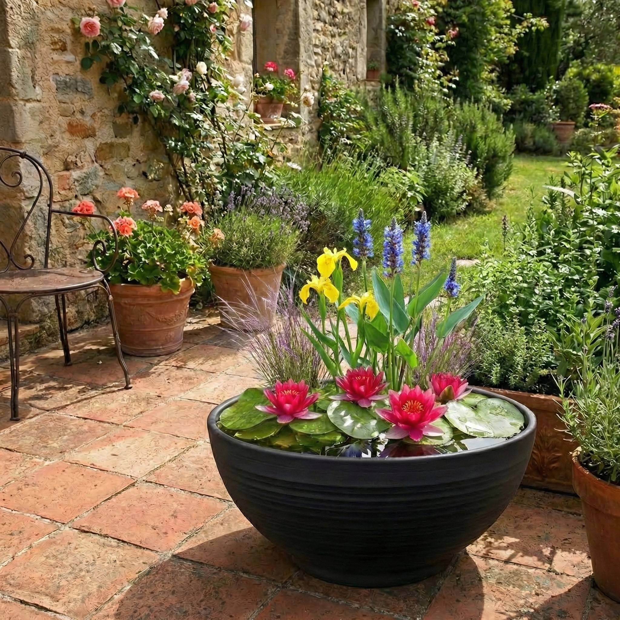 0 - Mini Plantes Bassin Set Rouge - 4 Plantes Panier Substrat Engrais - Image 2