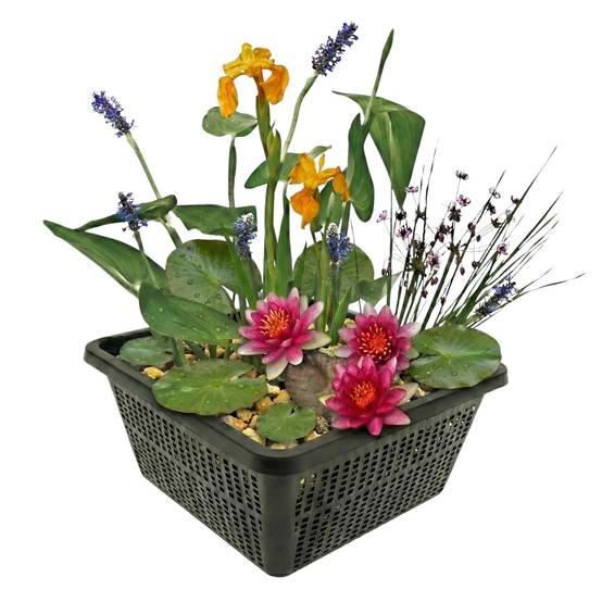 0 - Mini Plantes Bassin Set Rouge - 4 Plantes Panier Substrat Engrais - Image 1