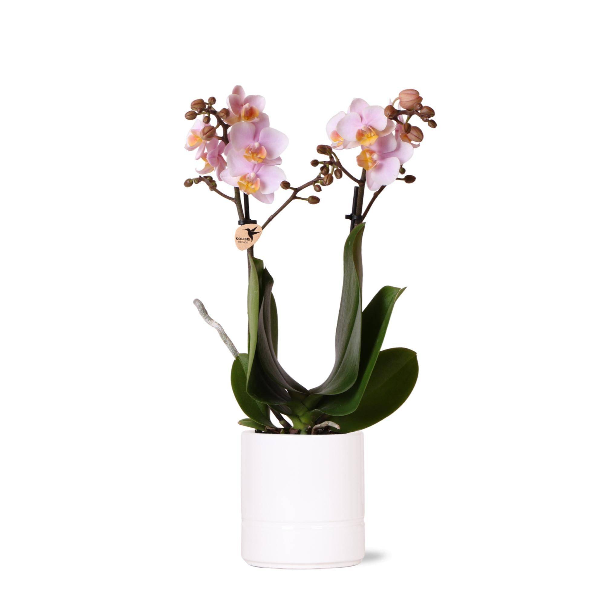 La Green Touch - Orchidée Andorra et son pot- La Green Touch Blanc - Hauteur 35cm - Image 1