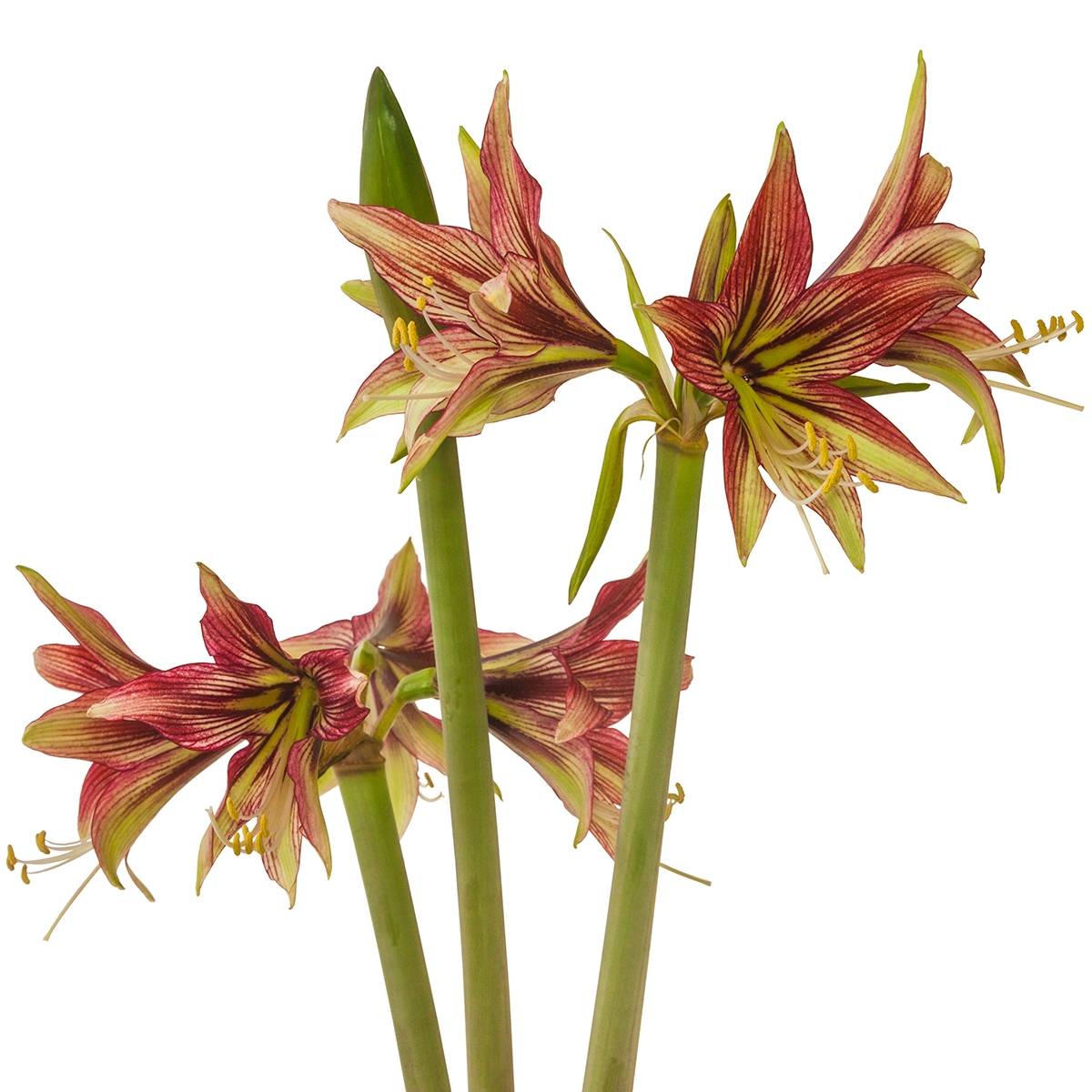 Promesse de Fleurs - Amaryllis Cybister Mystica - Hippeastrum Bulbe calibre 30/32