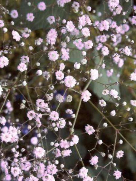 Promesse de Fleurs - Gypsophila Rosenschleier - Gypsophile Rosy Veil Godet de 8/9 cm
