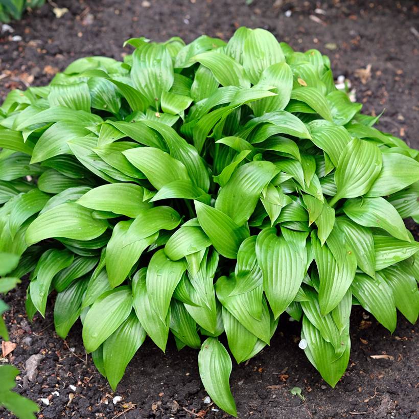 Promesse de Fleurs - Hosta clausa var. normalis   Godet de 8/9 cm