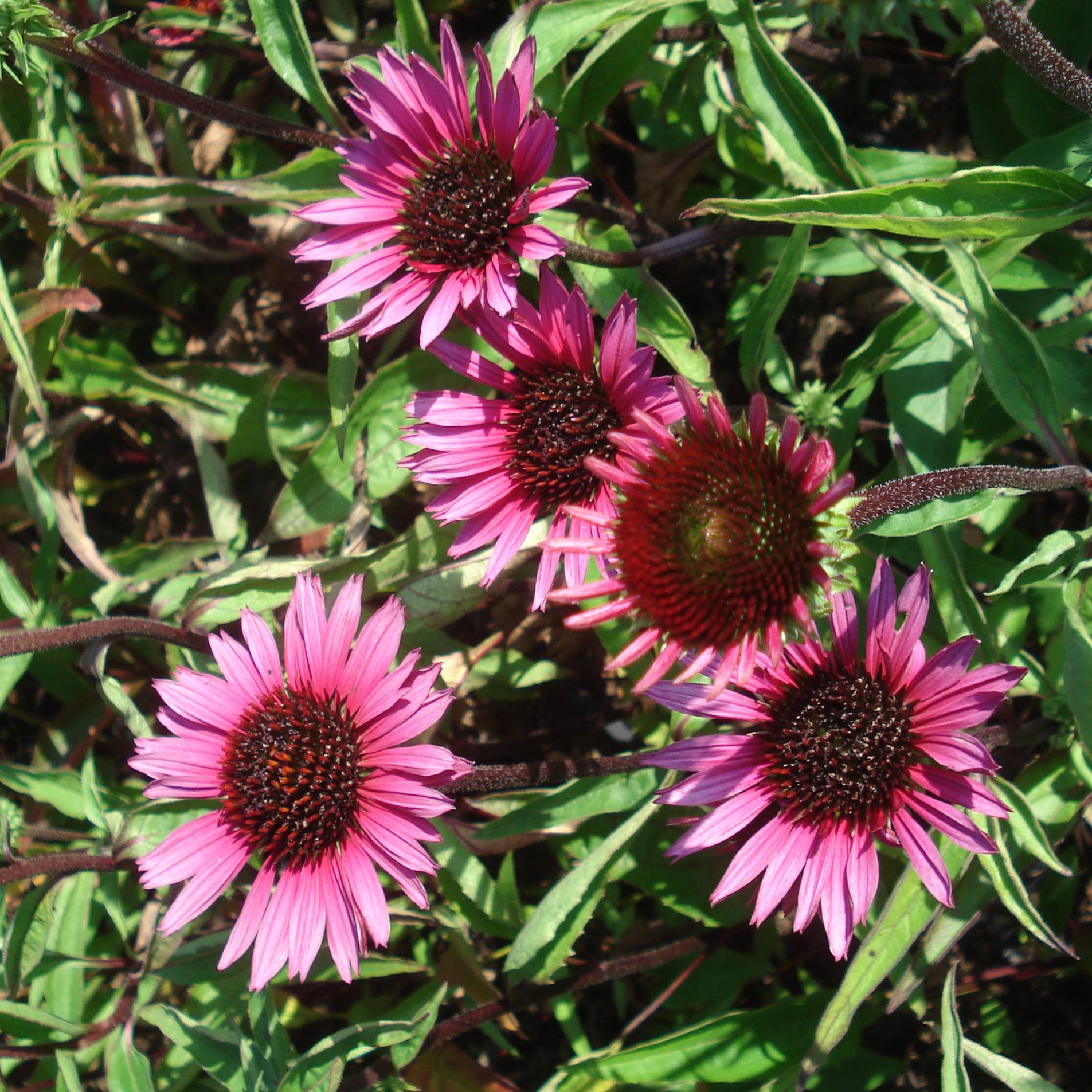 Echinacea purpurea Vintage Wine - Echinacée Godet de 8/9 cm