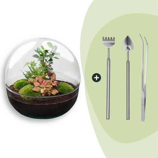 Terrarium à composer boule en verre recyclé - Ø30-H30cm - avec râteau, pelle et pince - Ficus Ginseng - Terrarium DIY - Image 1