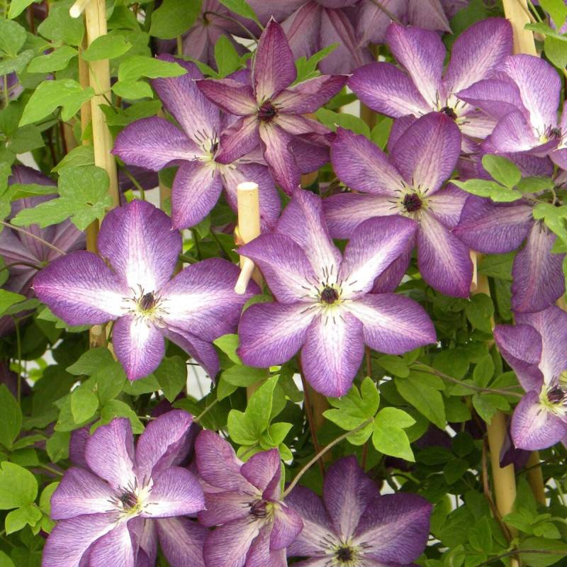 Clématite viticella Venosa à fleurs Violette/ - feuillage Caduc - Godet - 5/20 cm - Image 1