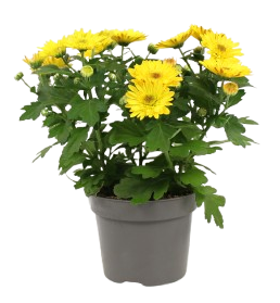 Fleuron D'Anjou - Chrysantheme multifleur pot 12