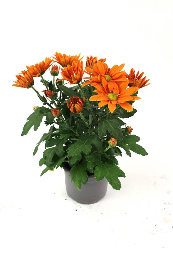 Fleuron D'Anjou - Chrysantheme multifleur pot 12 - Image 2